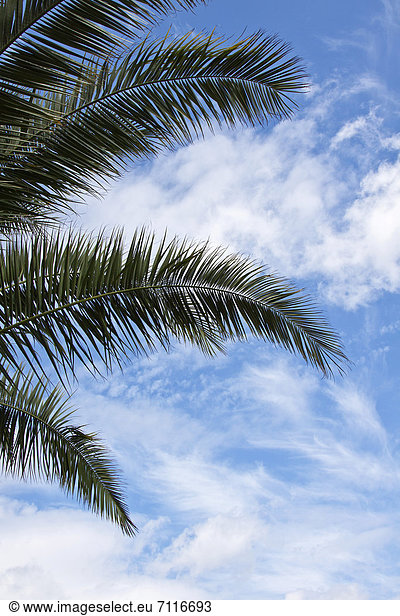 Kanarische Dattelpalme (Phoenix canariensis) Palmwedel