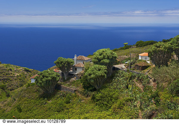 Kanarische Drachenbäume (Dracaena draco)  La Tosca  La Palma  Kanarische Inseln  Spanien  Europa