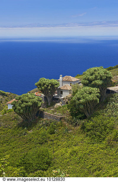 Kanarische Drachenbäume (Dracaena draco)  La Tosca  La Palma  Kanarische Inseln  Spanien  Europa