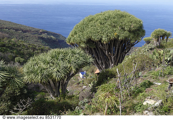 Kanarische Drachenbäume (Dracaena draco)  Las Tricias  La Palma  Kanarische Inseln  Spanien