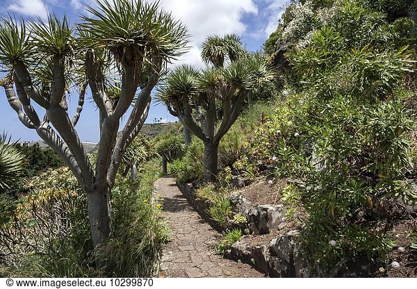 Kanarische Drachenbäume  Drachenbaum (Dracaena draco)  Botanischer Garten Jardin Canario  Tafira  Gran Canaria  Kanarische Inseln  Spanien  Europa