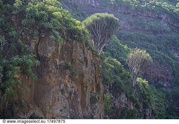 Kanarische Drachenbaum (Dracaena draco)  Barranco de los Sables  Santo Domingo  La Palma  Spanien  Europa