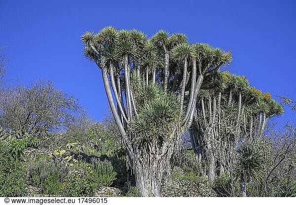 Kanarische Drachenbaum (Dracaena draco)  Barranco Izcagua  Las Tricias  La Palma  Spanien  Europa