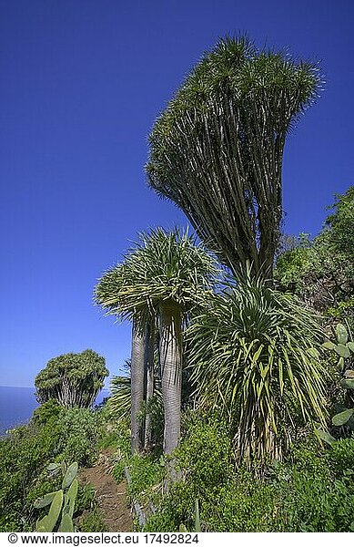 Kanarische Drachenbaum (Dracaena draco)  Dragos Salvatierra  Santo Domingo  La Palma  Spanien  Europa