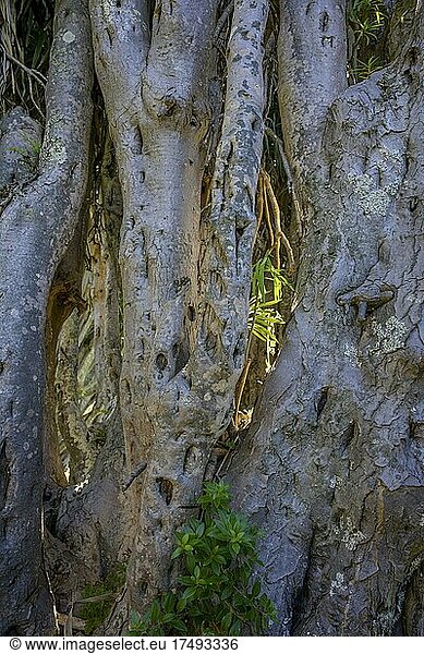 Kanarische Drachenbaum (Dracaena draco)  Dragos Salvatierra  Santo Domingo  La Palma  Spanien  Europa