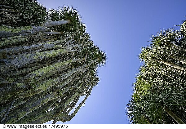 Kanarische Drachenbaum (Dracaena draco)  Dragos Salvatierra  Santo Domingo  La Palma  Spanien  Europa