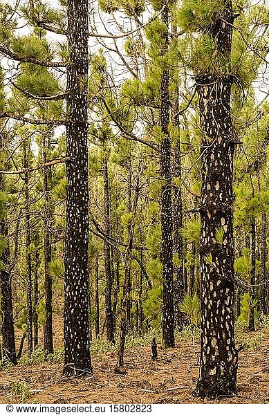 Kanarische Inselkiefer (Pinus canariensis) mit jungen Trieben nach einem Waldbrand  Hochformat  La Palma  Kanarische Inseln  Spanien  Europa