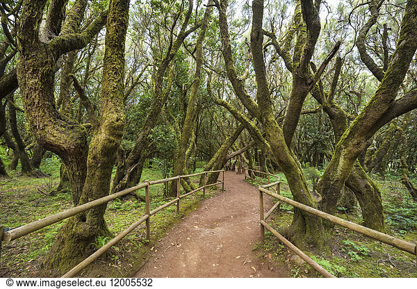 Kanarische Inseln  La Gomera  Garajonay Nationalpark  Regenwald