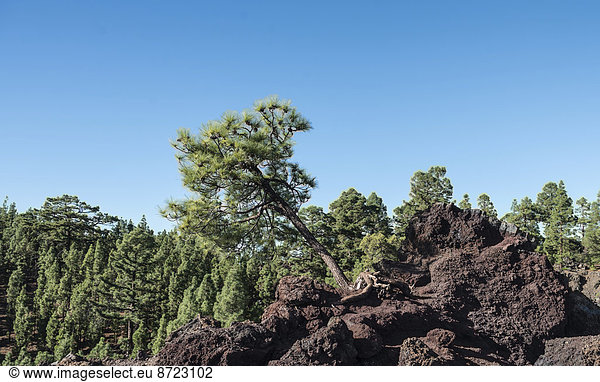 Kanarische Kiefer (Pinus canariensis) auf Lavafelsen  Teneriffa  Kanarische Inseln  Spanien