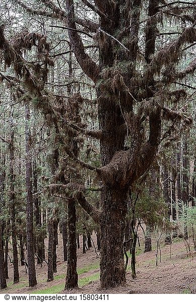 Kanarische Kiefer (Pinus canariensis) dicht behangen mit trockenen Nadeln an den Zweigen  Hochformat  La Palma  Kanarische Inseln  Spanien  Europa
