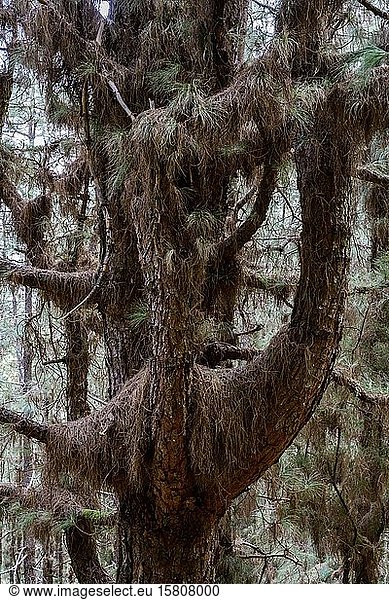 Kanarische Kiefer (Pinus canariensis) dicht behangen mit trockenen Nadeln an den Zweigen  Hochformat  La Palma  Kanarische Inseln  Spanien  Europa