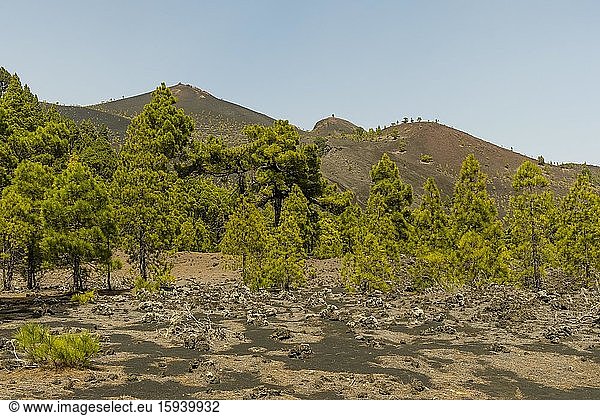 Kanarische Kiefern (Pinus canariensis)  Ausblick am Wanderweg zum Vulkan Martín  Cumbre Vieja bei Fuencaliente  La Palma  Kanarische Inseln  Kanaren  Spanien  Europa