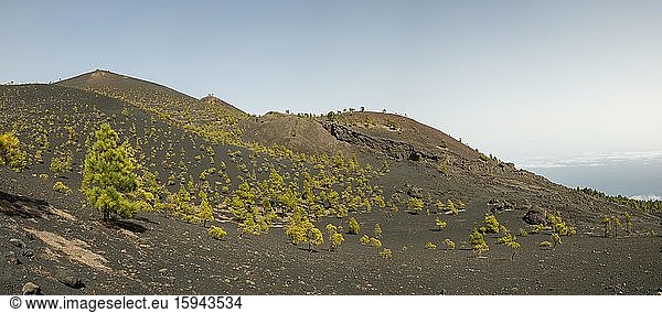 Kanarische Kiefern (Pinus canariensis)  Ausblick am Wanderweg zum Vulkan Martín  Cumbre Vieja bei Fuencaliente  La Palma  Kanarische Inseln  Kanaren  Spanien  Europa