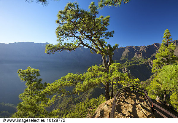 Kanarische Kiefern (Pinus canariensis) im Parque Nacional de la Caldera de Taburiente am Mirador de Las Chozas  La Palma  Kanarische Inseln  Spanien  Europa