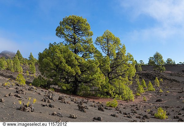 Kanarische Kiefern (Pinus canariensis) in Vulkanlandschaft  Nationalpark Teide  Kanarische Inseln  Teneriffa  Spanien  Europa