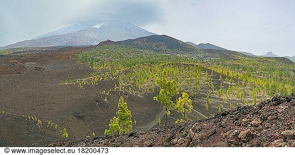 Kanarische Kiefern (Pinus canariensis)  Mirador de Chio  Teide-Nationalpark  Teneriffa  Kanaren  Spanien  Europa