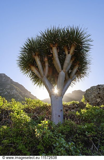 Kanarischer Drachenbaum (Dracaena draco),  El Draguillo,  Anaga-Gebirge,  Teneriffa,  Kanarische Inseln,  Spanien,  Europa