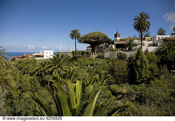 Kanarischer Drachenbaum (Dracaena draco),  Icod de los Vinos,  Teneriffa,  Tenerife,  Kanaren,  Spanien