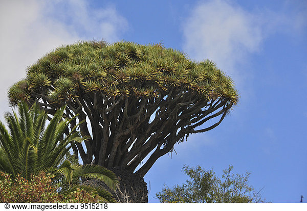 Kanarischer Drachenbaum (Dracaena draco),  La Palma,  Kanarische Inseln,  Spanien,  Europa