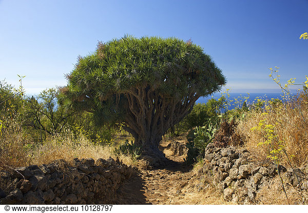 Kanarischer Drachenbaum (Dracaena draco) an der Nordküste,  La Palma,  Kanarische Inseln,  Spanien,  Europa