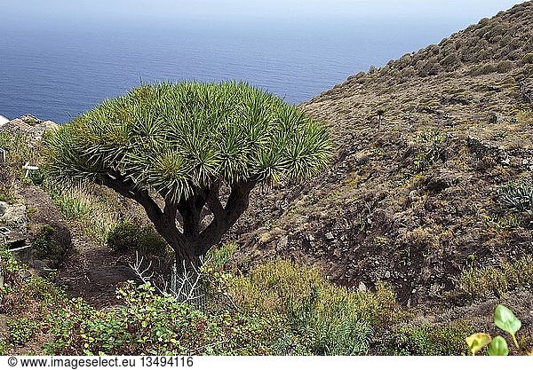 Kanarischer Drachenbaum (Dracaena draco) am Strand Playa de Benijo  Insel Teneriffa  Kanarische Inseln  Spanien  Europa