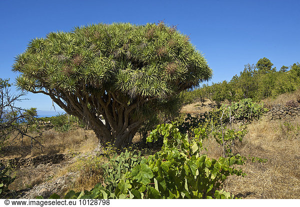 Kanarischer Drachenbaum (Dracaena draco) an der Nordküste  La Palma  Kanarische Inseln  Spanien  Europa