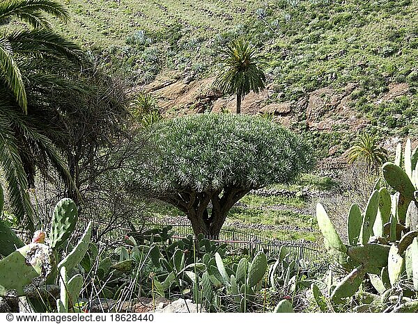 Kanarischer Drachenbaum (Dracaena draco)  bei Alajero  Valle Gran Rey  Gomera  Kanarische Inseln  Spanien  Europa