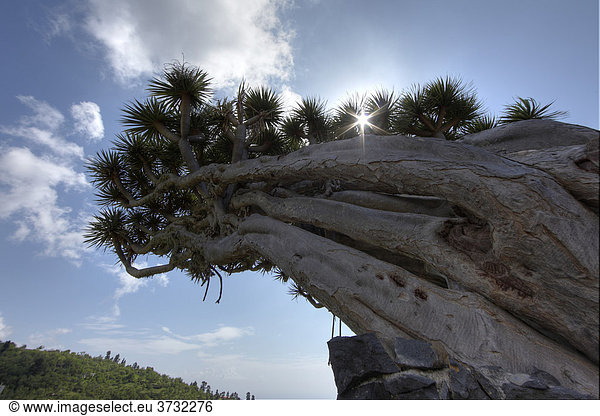 Kanarischer Drachenbaum (Dracaena draco)  Dragos gemelos (Zwillingsdrachenbäume) bei Puntagorda  La Palma  Kanaren  Kanarische Inseln  Spanien  Europa