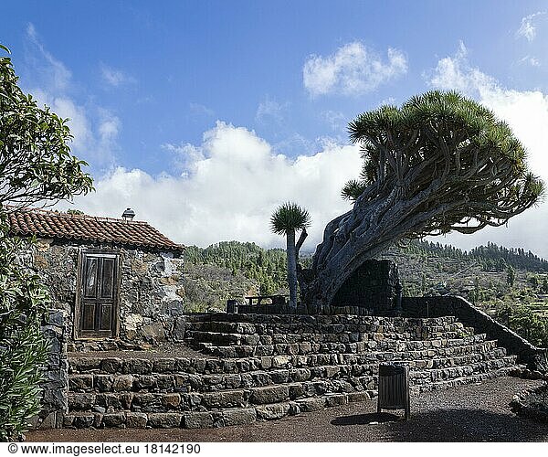 Kanarischer Drachenbaum (Dracaena draco)  El Roque  Puntagorda  Tijarafe  La Palma  Spanien  Europa