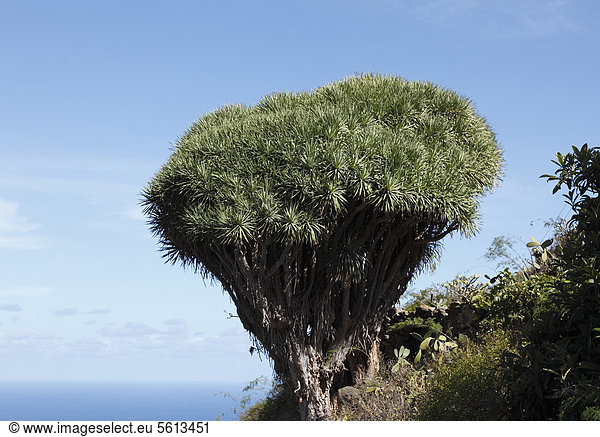 Kanarischer Drachenbaum (Dracaena draco)  El Tablado  La Palma  Kanaren  Kanarische Inseln  Spanien  Europa