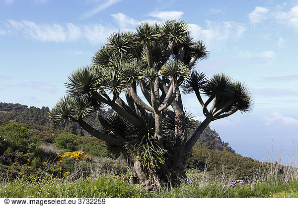 Kanarischer Drachenbaum (Dracaena draco)  La Palma  Kanaren  Kanarische Inseln  Spanien  Europa