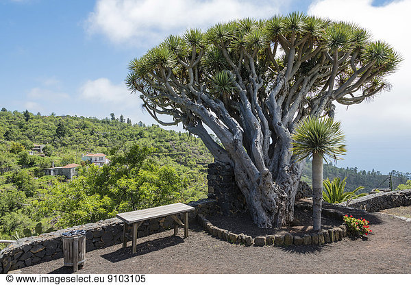 Kanarischer Drachenbaum (Dracaena draco)  La Palma  Kanarische Inseln  Spanien