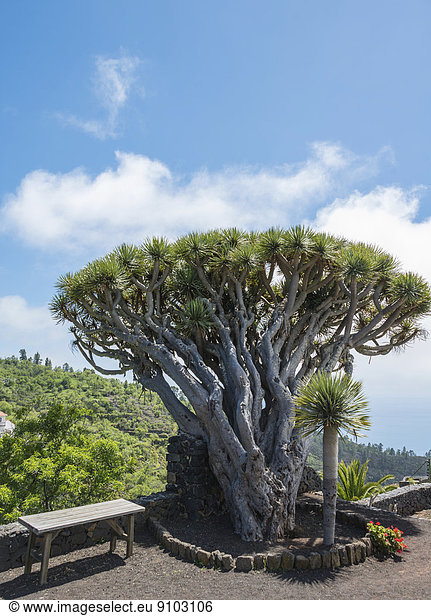 Kanarischer Drachenbaum (Dracaena draco)  La Palma  Kanarische Inseln  Spanien