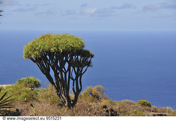 Kanarischer Drachenbaum (Dracaena draco)  La Palma  Kanarische Inseln  Spanien  Europa