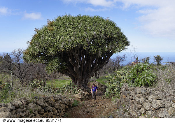 Kanarischer Drachenbaum (Dracaena draco)  Las Tricias  La Palma  Kanarische Inseln  Spanien