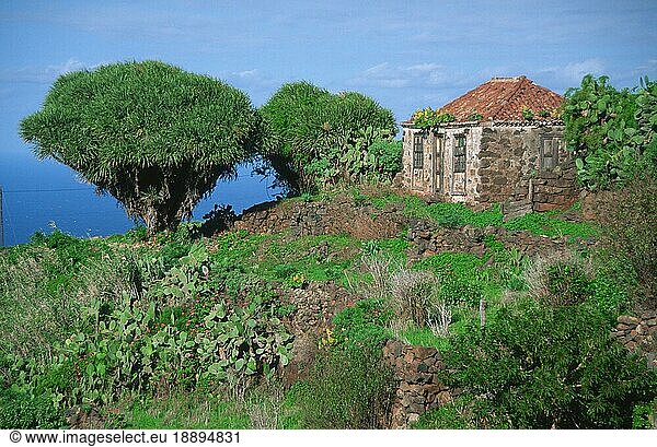 Kanarischer Drachenbaum (Dracaena draco)  Las Tricias  La Palma  Kanarische Inseln  Spanien  Europa