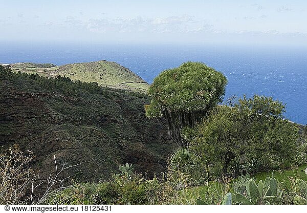 Kanarischer Drachenbaum (Dracaena draco)  Las Tricias  Puntagorda  La Palma  Spanien  Europa