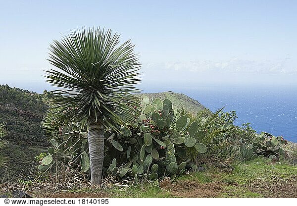 Kanarischer Drachenbaum (Dracaena draco)  Las Tricias  Puntagorda  La Palma  Spanien  Europa