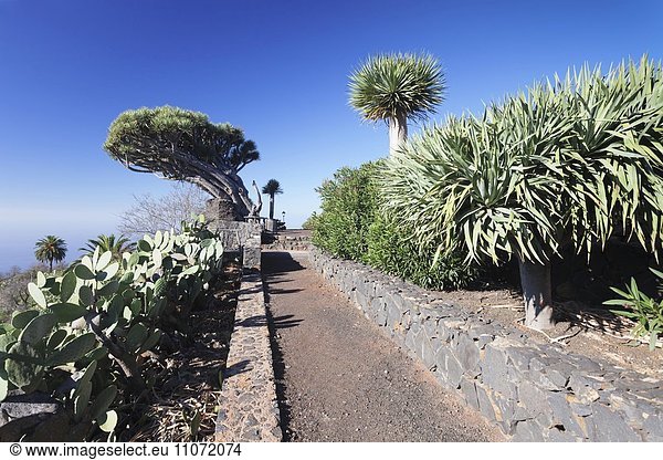 Kanarischer Drachenbaum (Dracaena draco)  Puntagorda  La Palma  Kanarische Inseln  Spanien  Europa