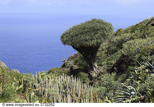 Kanarischer Drachenbaum (Dracaena draco) und andere Strauchvegetation  El Palmar  La Palma  Kanaren  Kanarische Inseln  Spanien  Europa