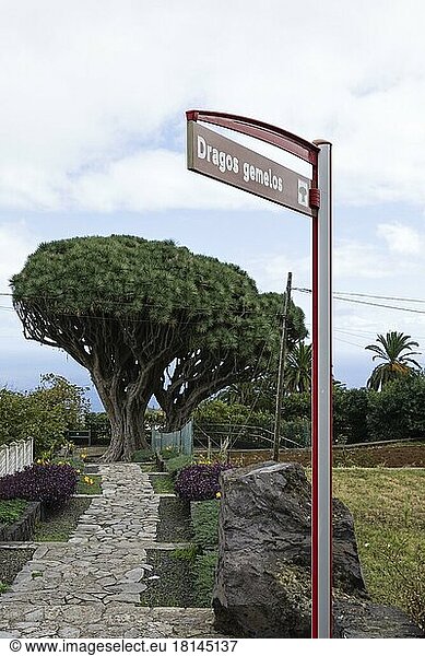 Kanarischer Drachenbaum (Dracaena draco)  Zwillingsdrachenbaum  Dragos gemelos  San Isidro  La Palma  Spanien  Europa