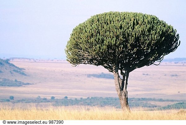 Kandelaber Baum (Euphorbia Kandelaber). Masai Mara. Kenia