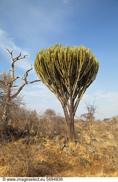 Kandelaber-Euphorbie (Euphorbia candelabrum),  Ruaha Nationalpark,  Tansania,  Ostafrika,  Afrika