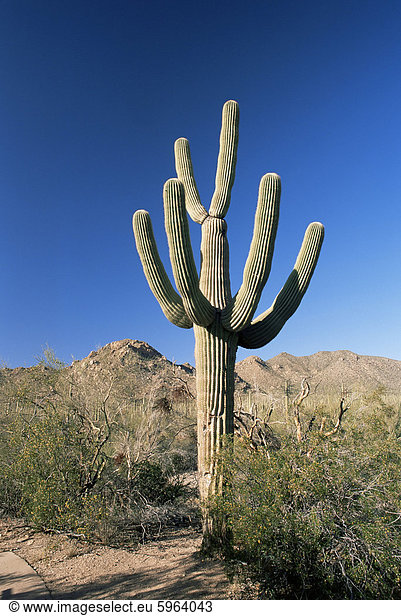 Kandelaberkaktus (Cereus Giganteus)  Saguaro National Park (West)  Tucson  Arizona  Vereinigte Staaten von Amerika  Nordamerika
