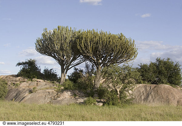 Kandelaberwolfsmilch (Euphorbia Leuchter),  Tansania,  Afrika