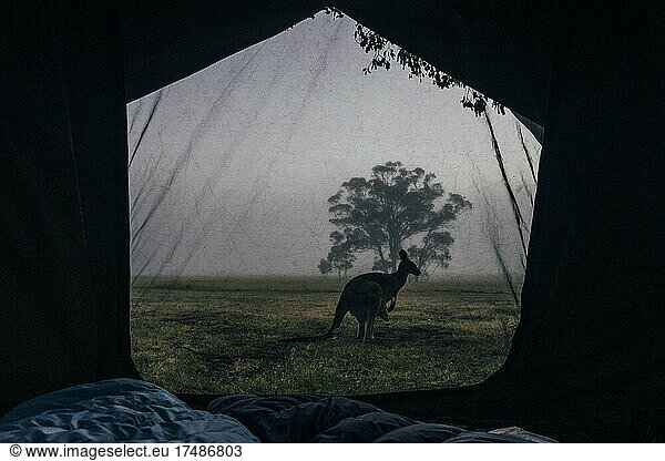 Kangaroo outside tent  Australia