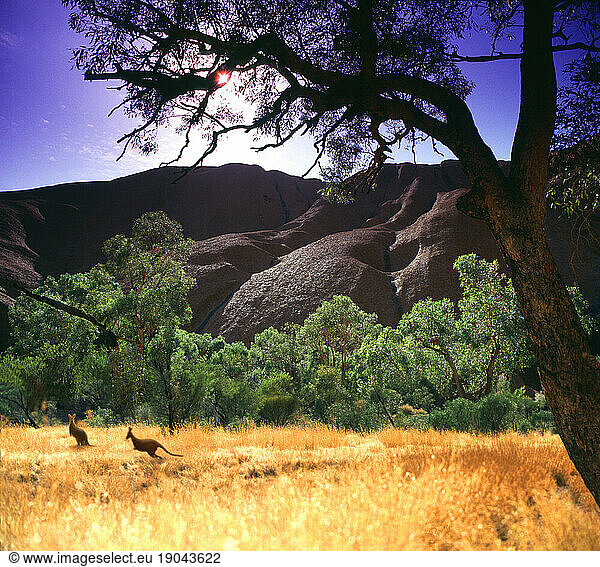 Kangaroos at Ayers Rock