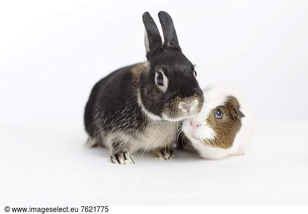 Kaninchen und Meerschweinchen Treffen