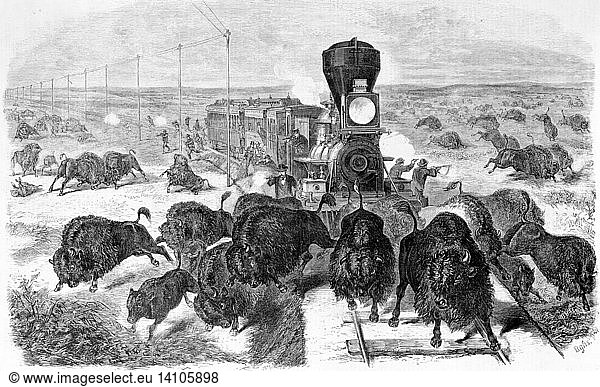 Kansas-Pacific Railroad  Herd of Bison  1871