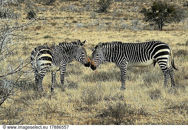 Kap Bergzebra (Equus zebra zebra)  adult  Paar  Sozialverhalten  Mountain Zebra Nationalpark  Ostkap  Südafrika